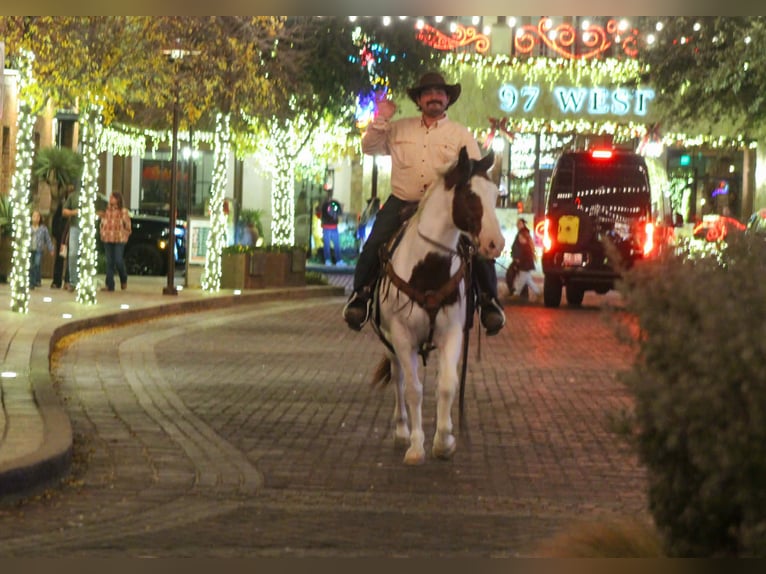 American Paint Horse Hongre 15 Ans 152 cm Pinto in Whitesboro