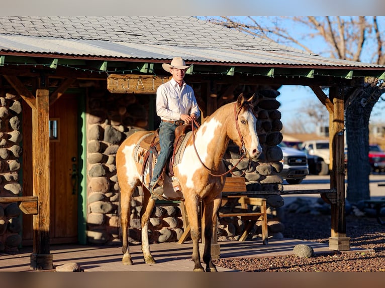 American Paint Horse Hongre 15 Ans 155 cm Overo-toutes couleurs in Camp Verde AZ