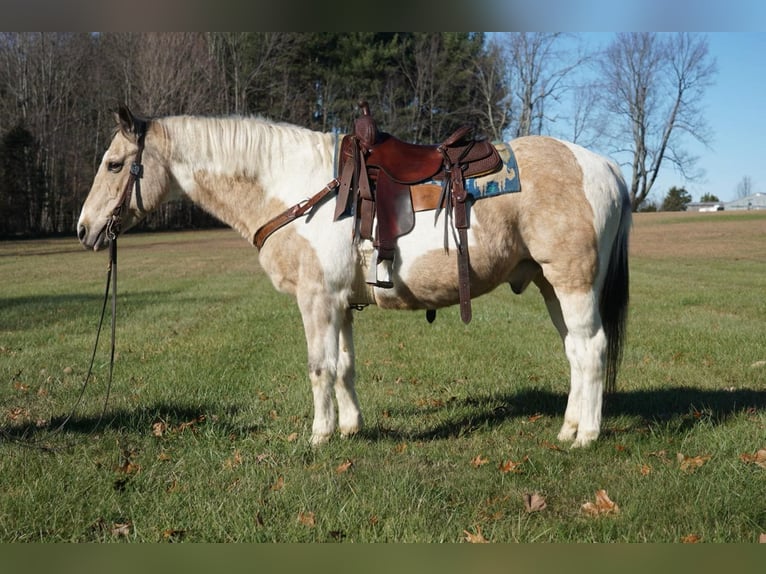 American Paint Horse Hongre 16 Ans 150 cm Buckskin in Rineyville Ky