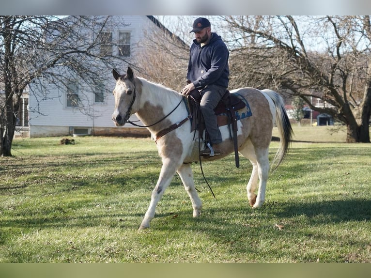 American Paint Horse Hongre 16 Ans 150 cm Buckskin in Rineyville Ky