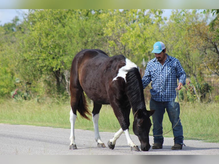 American Paint Horse Hongre 16 Ans 155 cm Tobiano-toutes couleurs in Stephenville TX