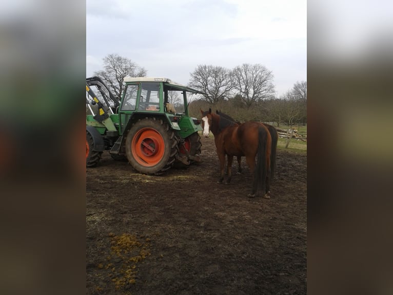 American Paint Horse Hongre 16 Ans 160 cm Bai in Wettmar