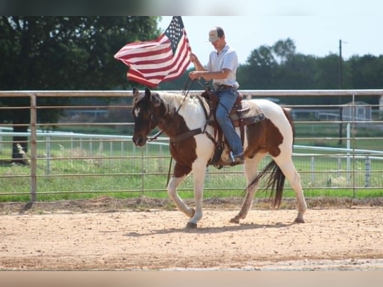 American Paint Horse Hongre 16 Ans 163 cm Tobiano-toutes couleurs in Poolville