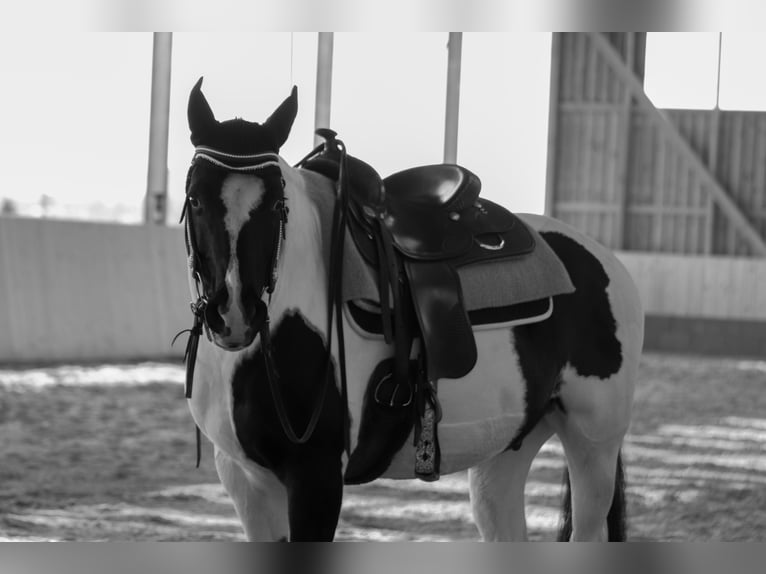American Paint Horse Hongre 17 Ans 148 cm Pinto in Ludwigsburg