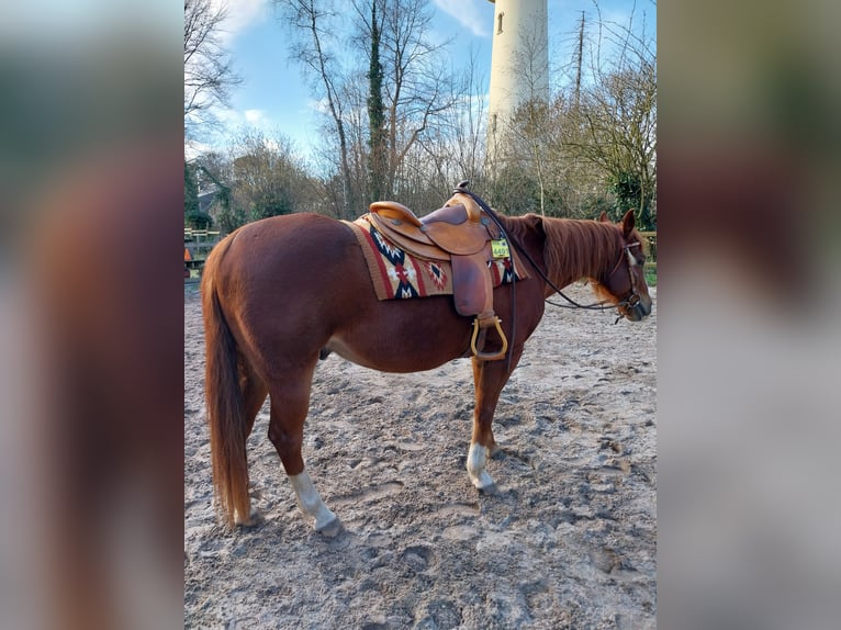 American Paint Horse Hongre 17 Ans 150 cm Alezan in Wegberg