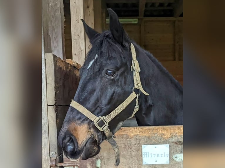 American Paint Horse Hongre 17 Ans 153 cm Noir in Taunusstein