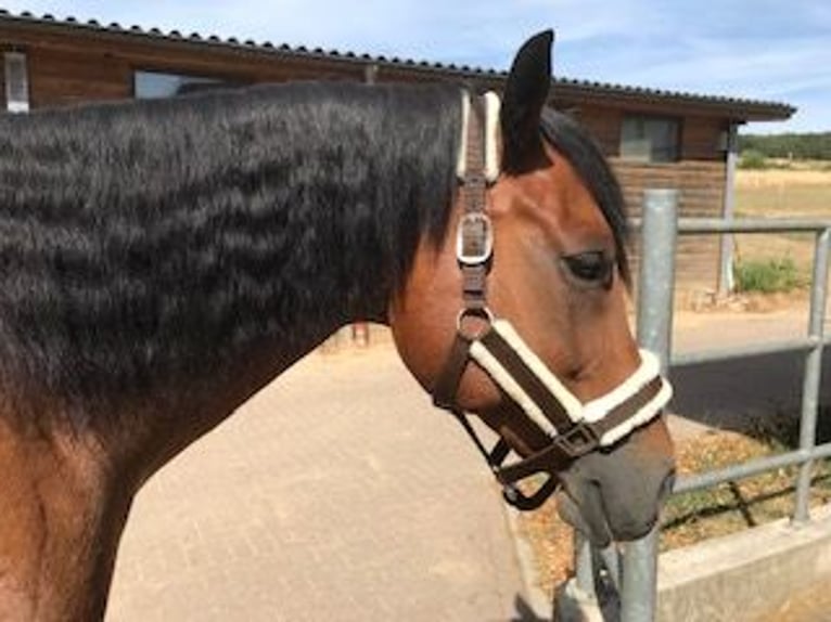 American Paint Horse Hongre 17 Ans 156 cm Bai in Buggingen