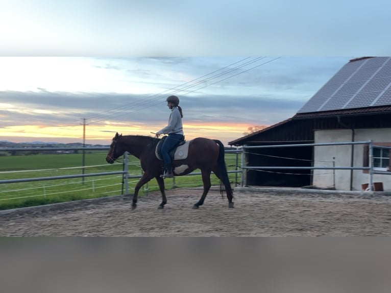 American Paint Horse Hongre 18 Ans 142 cm Overo-toutes couleurs in Freiamt