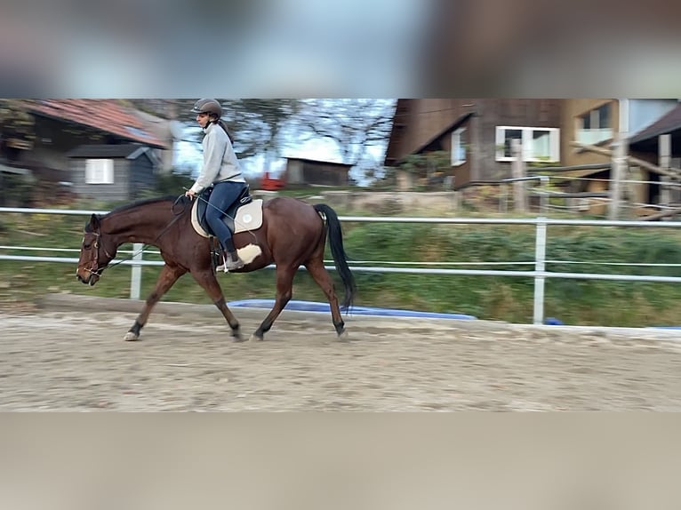 American Paint Horse Hongre 18 Ans 142 cm Overo-toutes couleurs in Freiamt