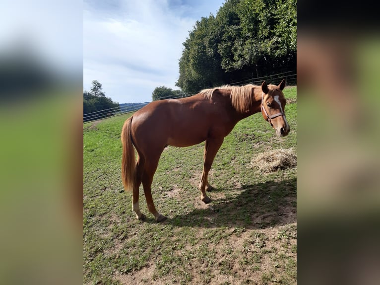 American Paint Horse Hongre 1 Année 150 cm Alezan in Erbendorf