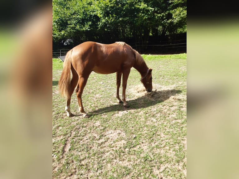 American Paint Horse Hongre 1 Année 150 cm Alezan in Erbendorf