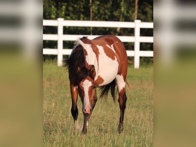 American Paint Horse Croisé Hongre 1 Année 155 cm Tobiano-toutes couleurs in Oberhausen