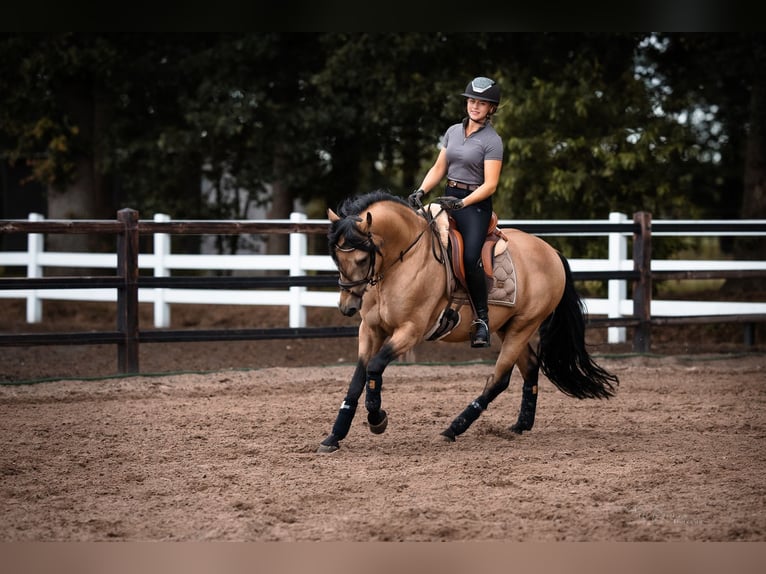 American Paint Horse Croisé Hongre 1 Année 155 cm Tobiano-toutes couleurs in Oberhausen