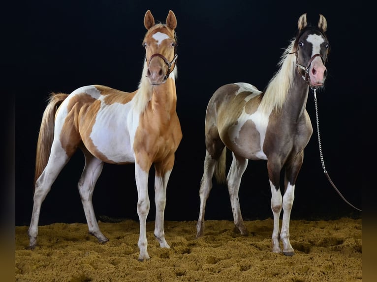 American Paint Horse Hongre 1 Année 155 cm Tobiano-toutes couleurs in Buchbach