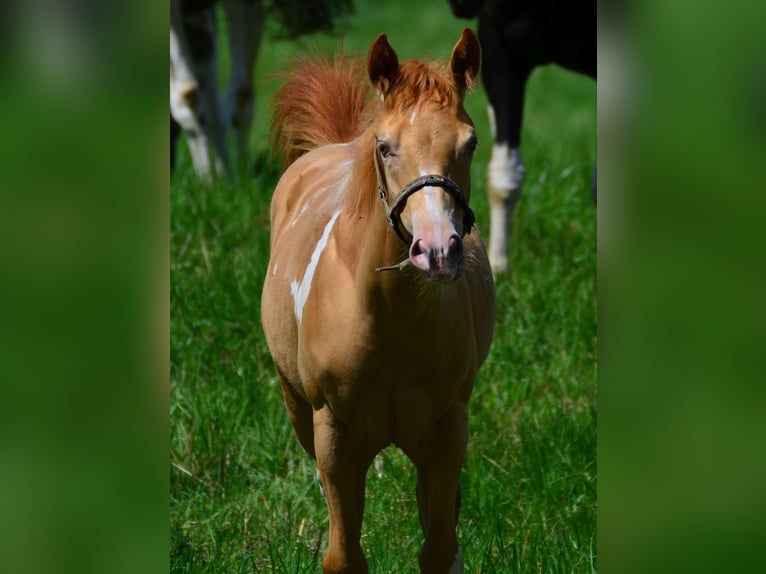 American Paint Horse Hongre 1 Année 156 cm Pinto in Schwindegg