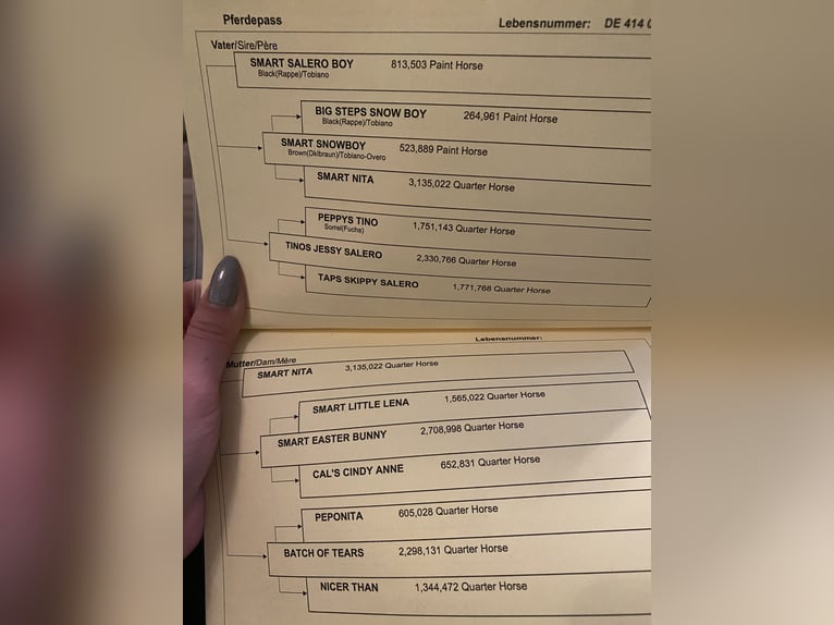 American Paint Horse Hongre 20 Ans 145 cm Noir in Pohlheim