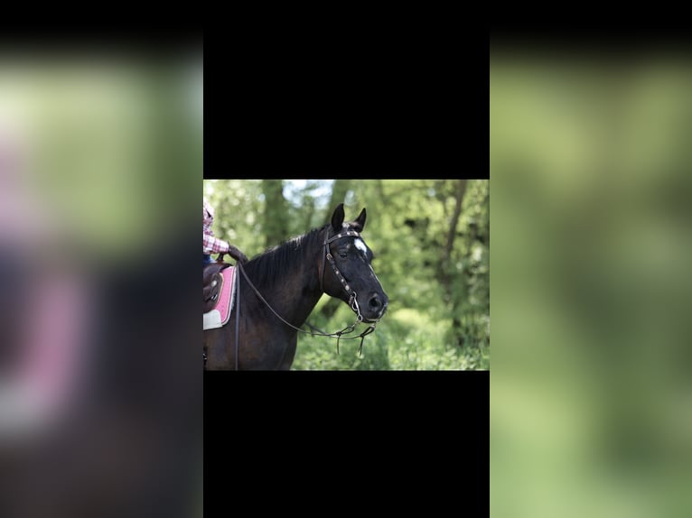 American Paint Horse Hongre 20 Ans 145 cm Noir in Pohlheim