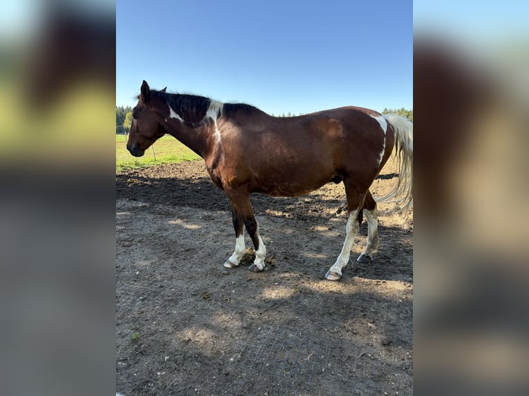 American Paint Horse Croisé Hongre 20 Ans 164 cm Pinto in Leibertingen