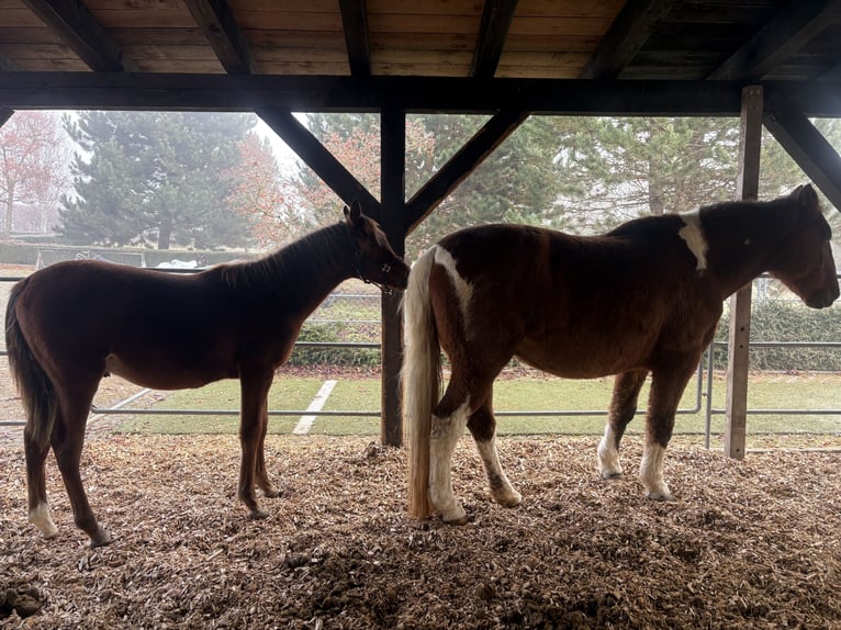 American Paint Horse Croisé Hongre 20 Ans 164 cm Pinto in Leibertingen