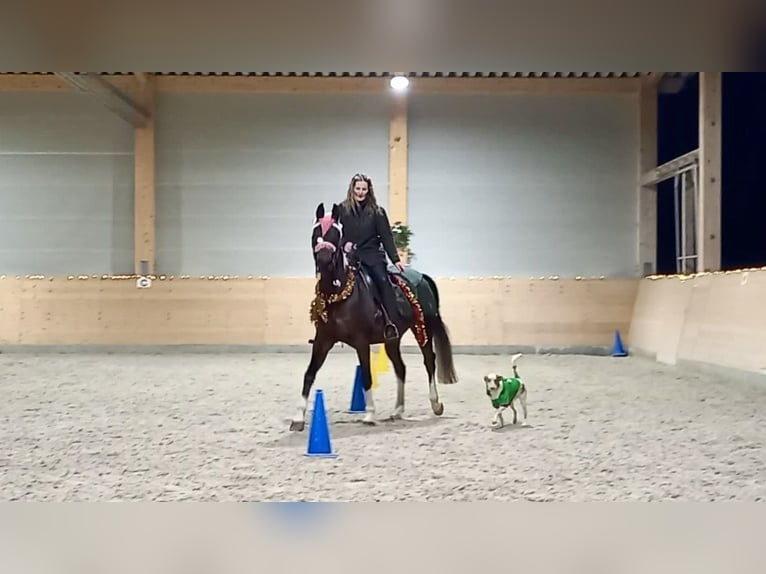 American Paint Horse Hongre 21 Ans 158 cm Pinto in Schwaigern