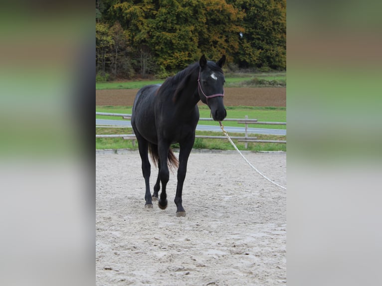 American Paint Horse Hongre 2 Ans 142 cm Noir in Kirchensittenbach