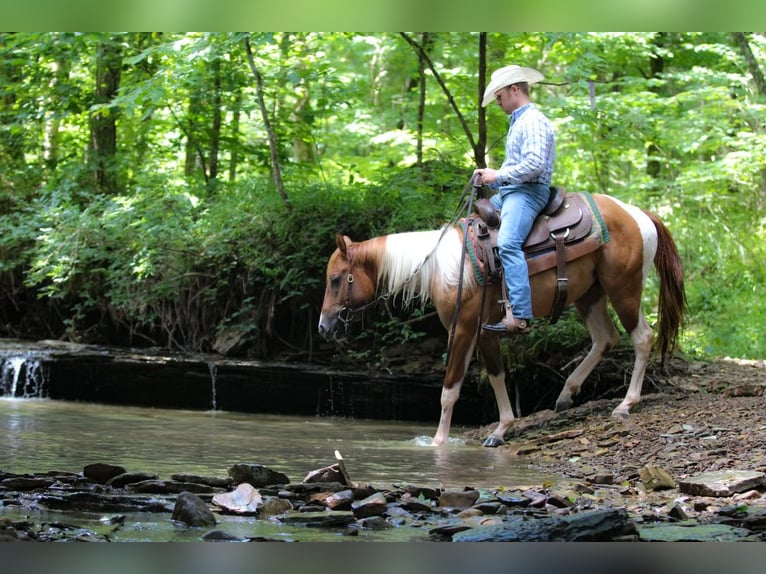American Paint Horse Hongre 2 Ans 142 cm Pinto in Henderson