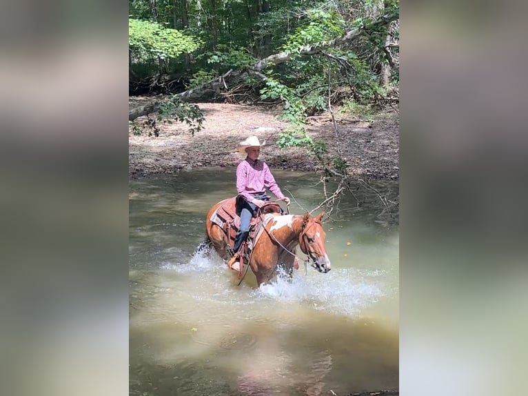 American Paint Horse Hongre 2 Ans 142 cm Pinto in Henderson