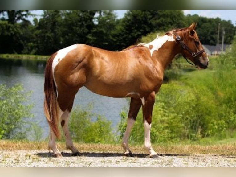 American Paint Horse Hongre 2 Ans 142 cm Pinto in Henderson