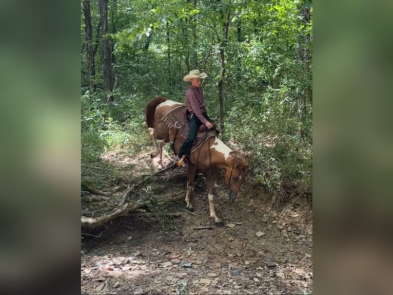 American Paint Horse Hongre 2 Ans 142 cm Pinto in Henderson