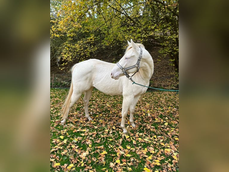 American Paint Horse Hongre 2 Ans 147 cm in Naumburg