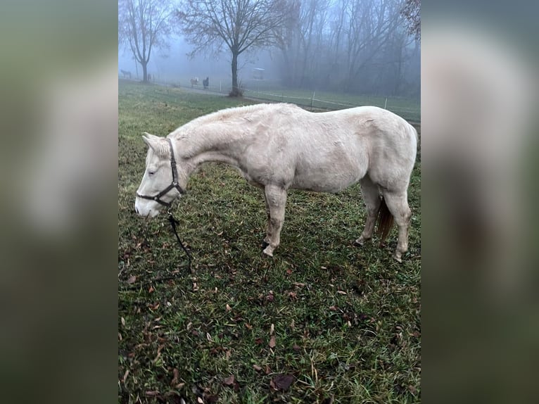 American Paint Horse Hongre 2 Ans 147 cm in Naumburg