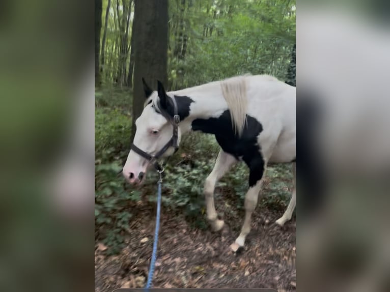 American Paint Horse Hongre 2 Ans 148 cm Tovero-toutes couleurs in Hennef