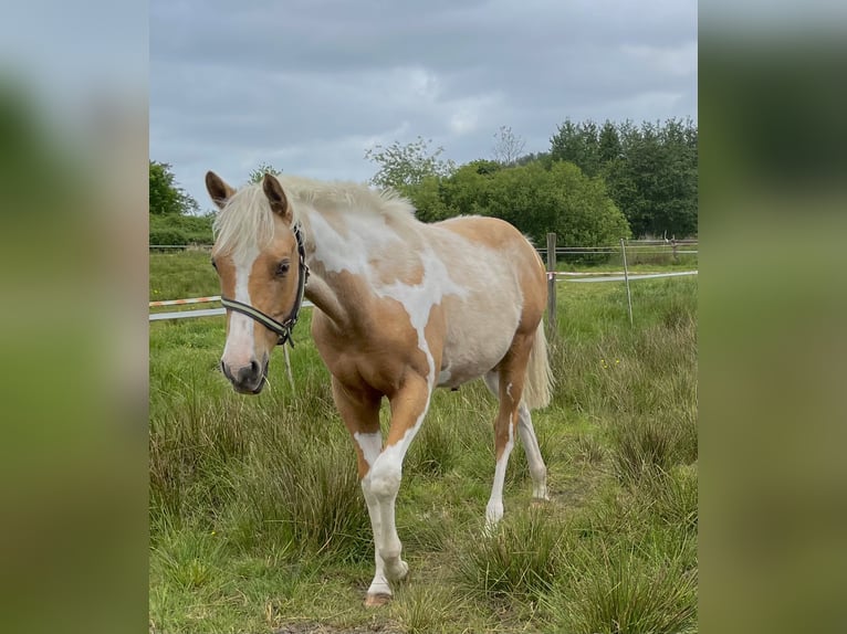 American Paint Horse Hongre 2 Ans 150 cm Palomino in Südbrookmerland VictorburSüdbrookmerland