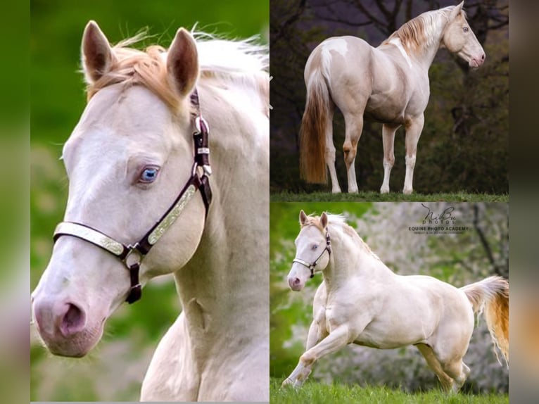American Paint Horse Hongre 2 Ans 150 cm Palomino in Südbrookmerland VictorburSüdbrookmerland