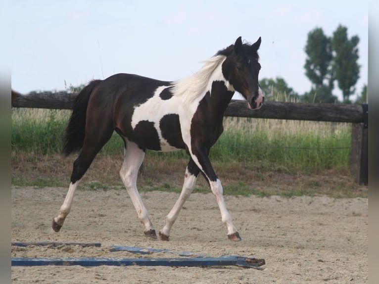 American Paint Horse Hongre 2 Ans 152 cm Noir in Düsseldorf