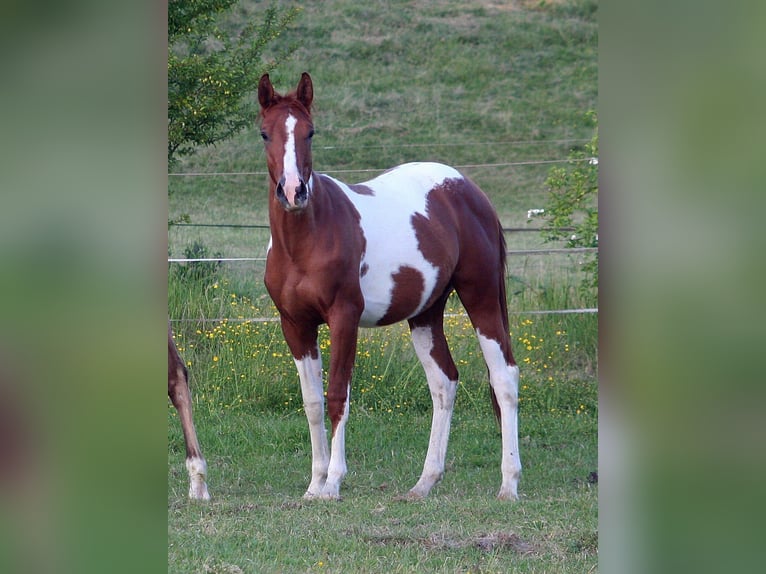 American Paint Horse Hongre 2 Ans 154 cm Alezan brûlé in D&#xFC;sseldorf