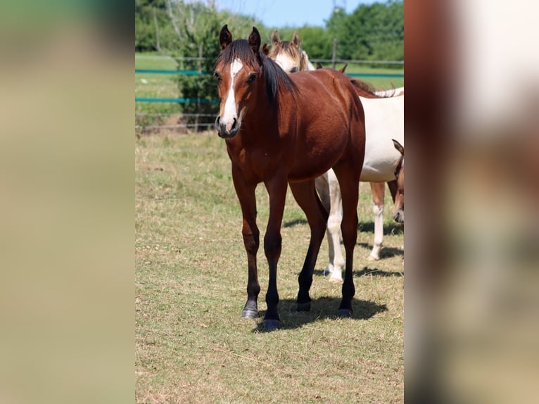 American Paint Horse Hongre 2 Ans 155 cm Bai in Hellenthal