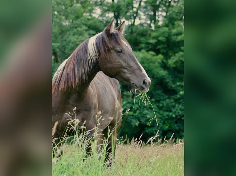 American Paint Horse Hongre 2 Ans 155 cm Buckskin in Gemünden