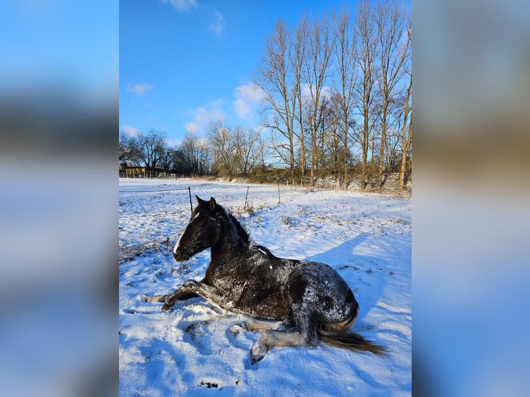 American Paint Horse Hongre 2 Ans 155 cm Buckskin in Gemünden