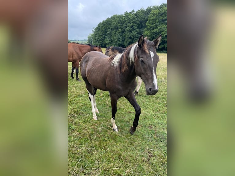 American Paint Horse Hongre 2 Ans 155 cm Buckskin in Gemünden