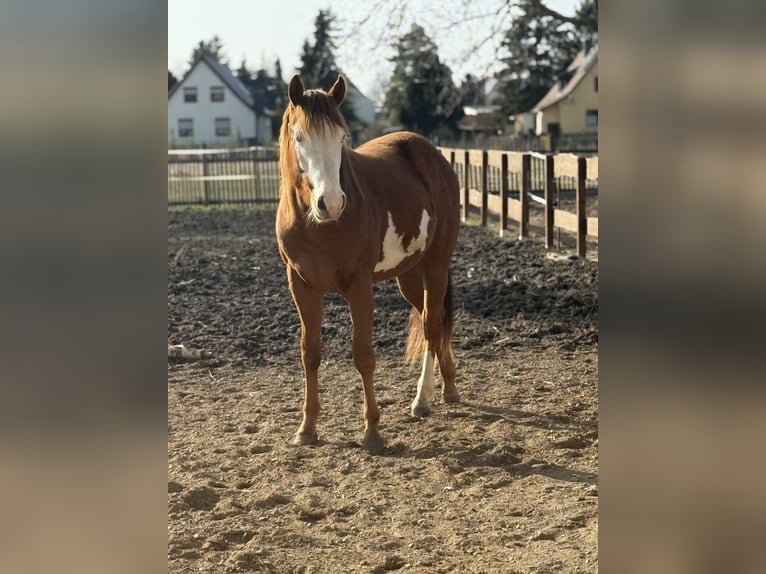 American Paint Horse Hongre 2 Ans 155 cm  in Ermsleben