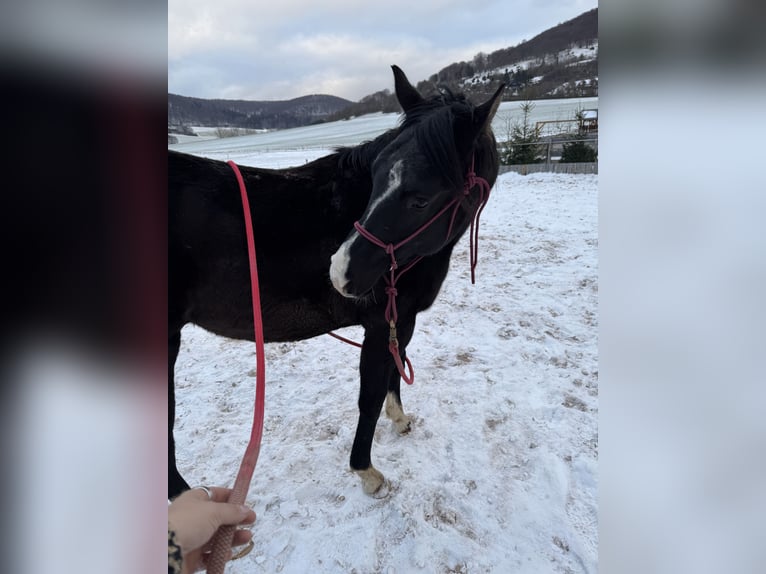 American Paint Horse Hongre 2 Ans 160 cm Bai in Kaltennordheim