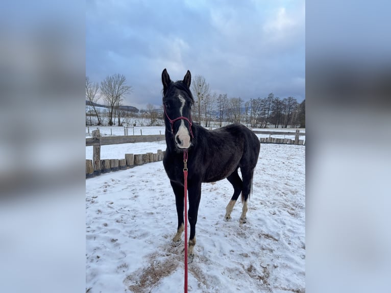 American Paint Horse Hongre 2 Ans 160 cm Bai in Kaltennordheim