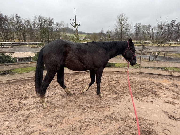 American Paint Horse Hongre 2 Ans 160 cm Bai in Kaltennordheim