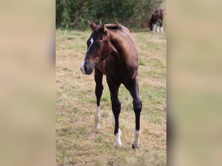 American Paint Horse Hongre 2 Ans 160 cm Bai in Kaltennordheim