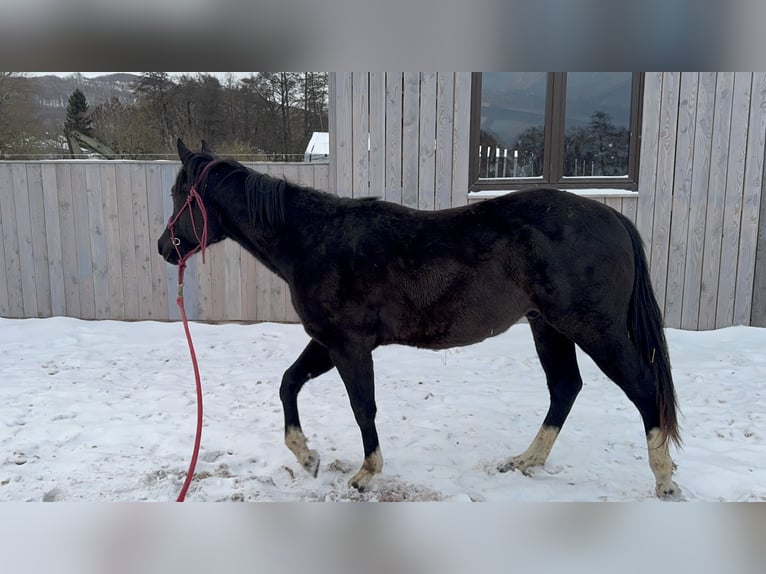 American Paint Horse Hongre 2 Ans 160 cm Bai in Kaltennordheim