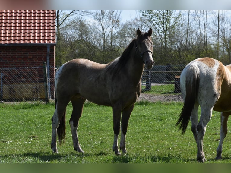 American Paint Horse Hongre 2 Ans 160 cm Champagne in Ascheberg