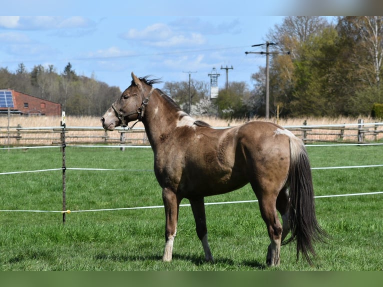 American Paint Horse Hongre 2 Ans 160 cm Champagne in Ascheberg