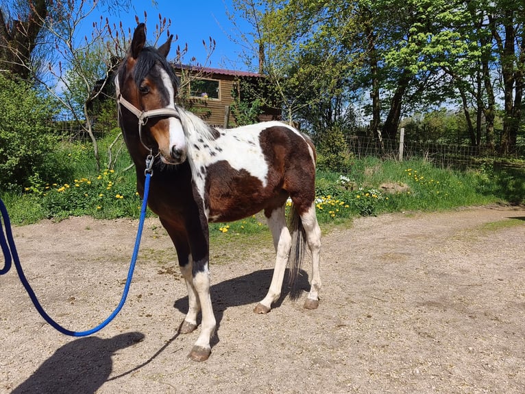 American Paint Horse Hongre 2 Ans Overo-toutes couleurs in betteldorf