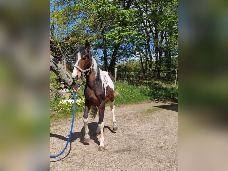 American Paint Horse Hongre 2 Ans Overo-toutes couleurs in betteldorf